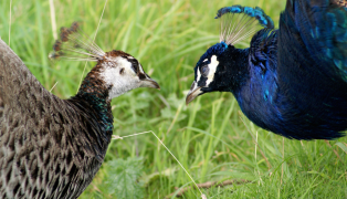 pfau 8 liste